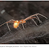 Comportamento paternal inédito entre aranhas é descrito em espécie existente no Brasil