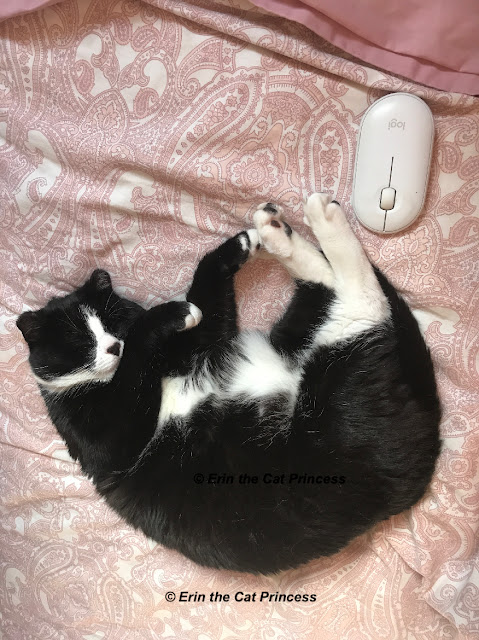 Erin is asleep on the pink duvet, curled in a U shape with her computer mouse just by her hind feet.