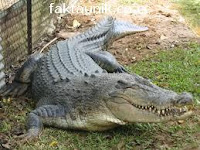 Buaya.jpeg