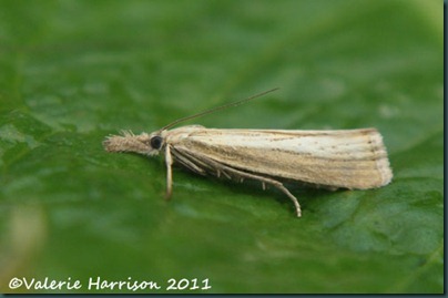 Agriphila straminella