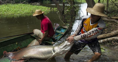 Ikan Arapaima