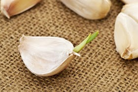 Can the garlic hair bud eat?