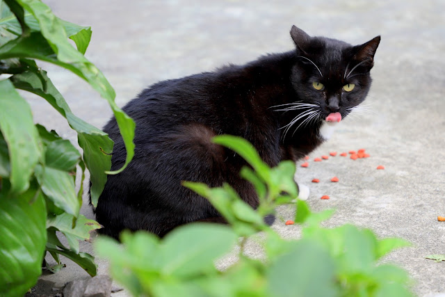 新北景點 猴硐貓村