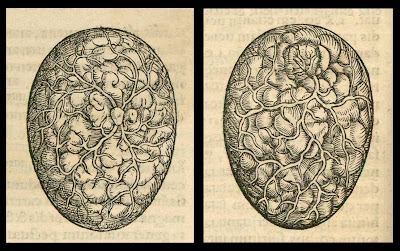 embryology in 1554