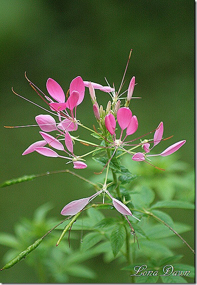 Cleome_Pinks2