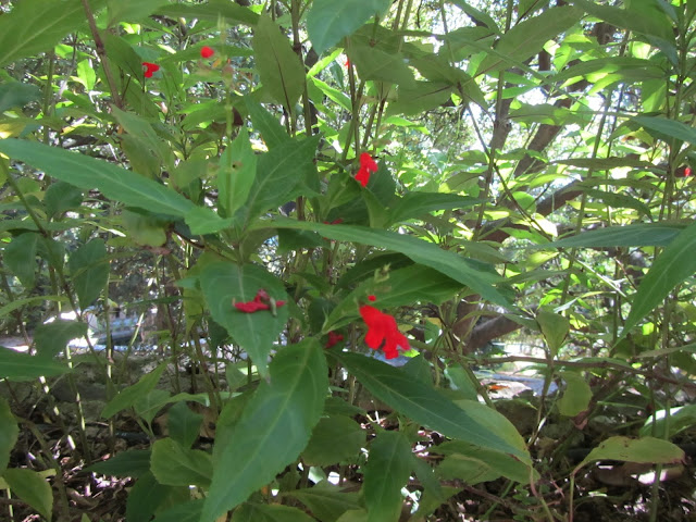 Salvia miniata