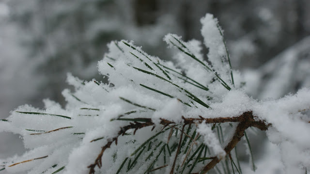 Sneeuw naaldbomen