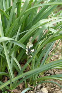 Jacinthe romaine - Bellevalia romana 