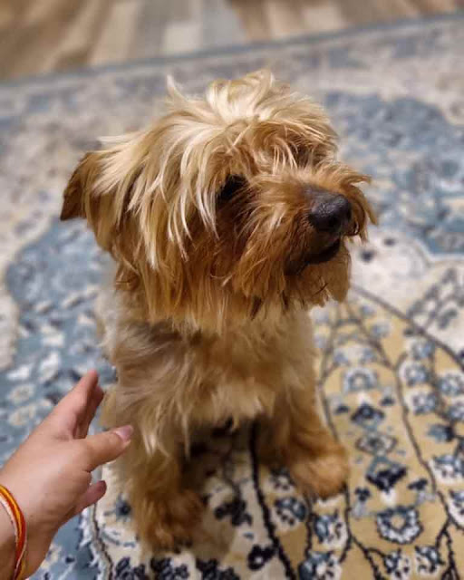 Chico 4 year old male Yorkie