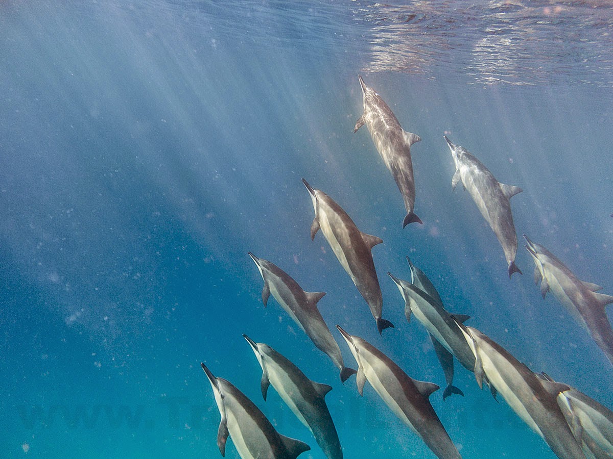 http://www.tropicallight.com/water/dolphins/30jan15dolphins/30jan15dolphins.html