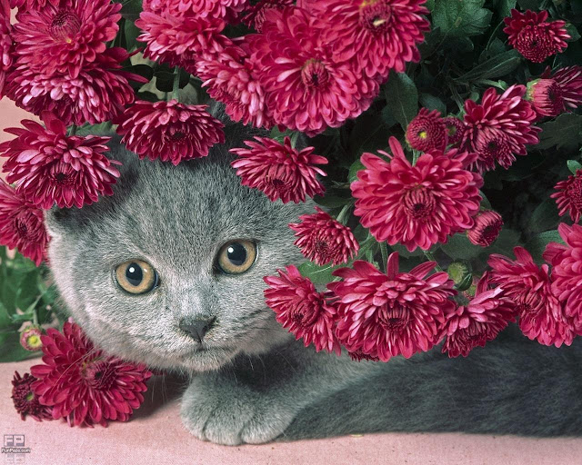 Beautiful Cats HD Wallpaper -10