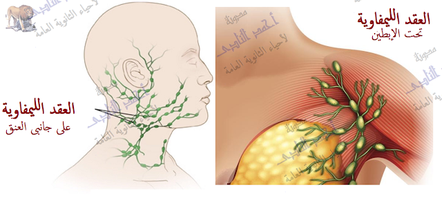 الجهاز المناعى - تركيب - الأعضاء الليمفاوية المحيطية -العقد الليمفاوية