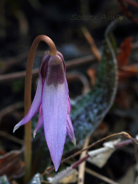 Erythronium japonicum