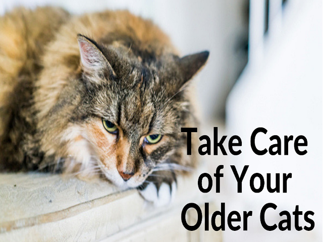 take care older cats