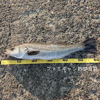 堤防からの泳がせ釣りで釣ったスズキ
