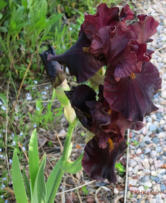 iris