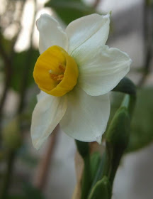 Narcissus tazetta