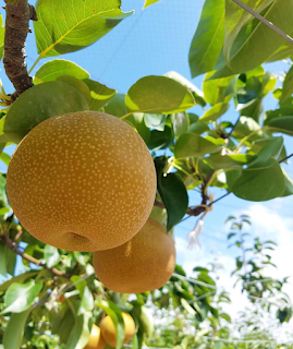 Груша Уэмацу (Pyrus x uyematsuana)