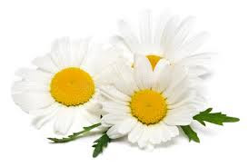 Chamomile Tea from GaharwarOne by Vikram Beer Singh