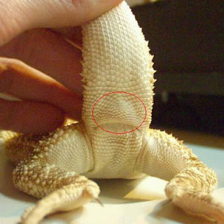 cara mengetahui jenis kelamin bearded dragon