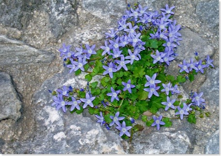 flowers growing on a church wall