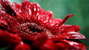 Gotas de Lluvia en Flores Rojas (flores rojas lluvia agua )