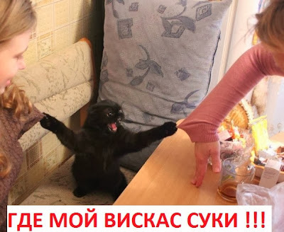 Где мой вискас?