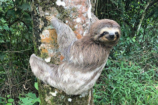 Top 10 Sloth Animal Facts