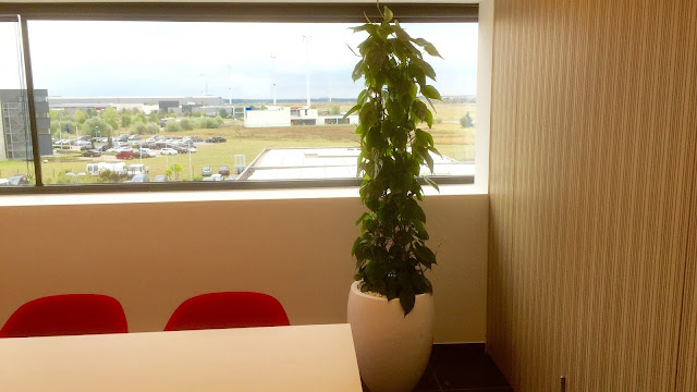Plantenverhuur in witte strakke design plantenbak voor bedrijven met onderhoudscontract. Planten voor aan de muur of aan het plafond binnen en die weinig licht nodig hebben of donker kunnen staan Prijzen op aanvraag