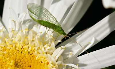 Insectos que eliminan plagas