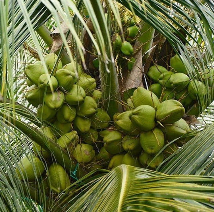 jual bibit buah kelapa hibrida hijau genjah pendek cepat berbuah solusi tumbuhan masa kini Jawa Tengah