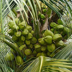 Bibit Kelapa Hibrida Pendek Hijau Asli Produk Unggulan