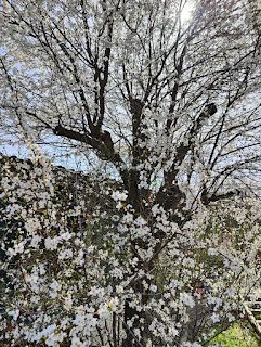 Plum blossom is just stunning