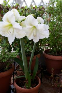 Hippeastrum