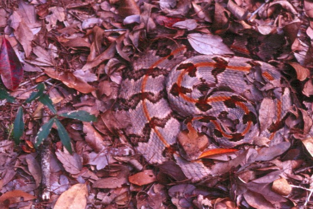 Record rattlesnake in nc