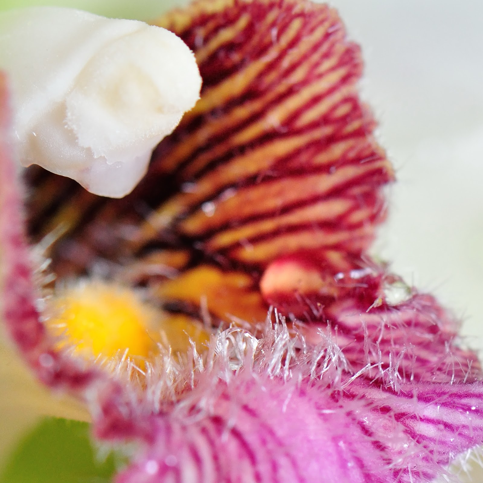 愛花人集合 哈里森角莖蘭bifrenaria Harrisoniae