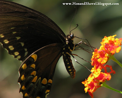 Hoe and Shovel: Butterflies Galore Today: Zebra Longwin