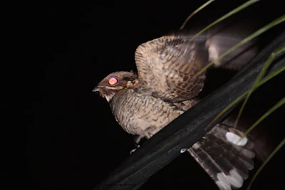 Large-tailed Nightjar (Caprimulgus macrurus)