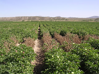 Cotton field with a large patch of dead plants