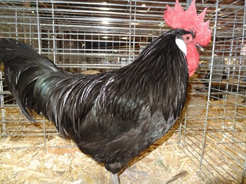 2018.02.25-085 coq