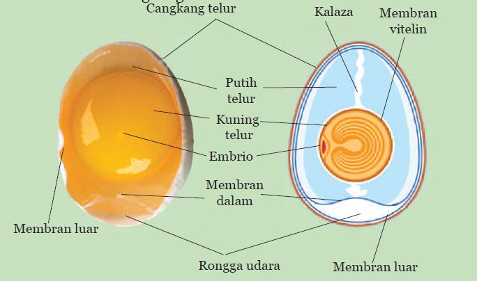 Tahukah Kamu Dari manakah embrio  pada telur mendapatkan  