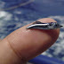 Baby Blue Marlin|Atlantic-Pacific Blue Marlin Fish|Sailfish|Facts About Blue Marlin-Fish|World General Knowledge Facts