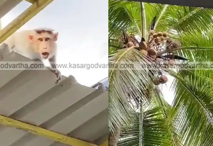 Udma, Monkey menace, Malayalam News, Palakunnu, Thiruvakkoli, Kottikulam, Kerala News, Kasaragod News, Monkey menace in Palakunnu.