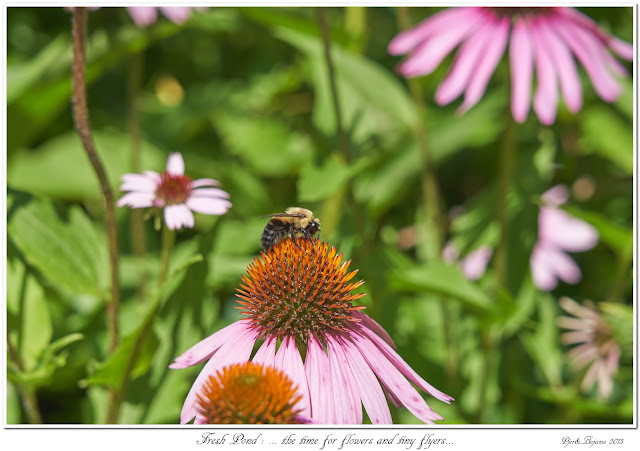 Fresh Pond: ... the time for flowers and tiny flyers...