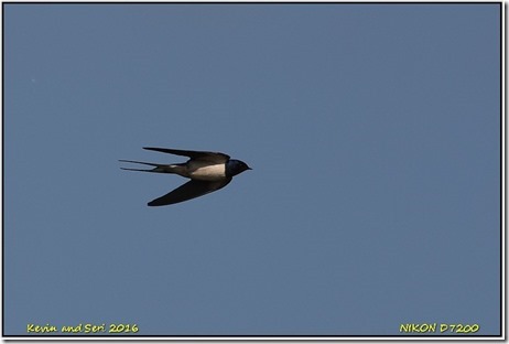Slimbridge - June