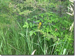 yellow warbler 5