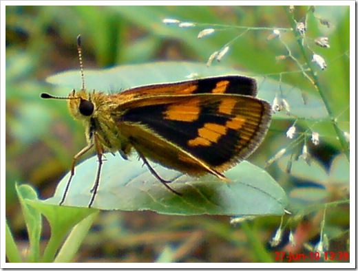 Taractrocera archias_Skipper 08