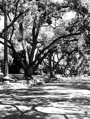 It's not that South Pasadena is oblivious to the effects of heritage trees.