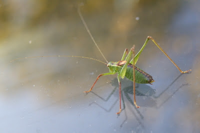 Struiksprinkhaan - - Leptophyes punctatissima