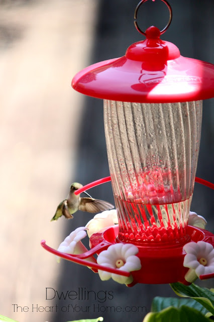 Hummingbird visiting the feeder.
